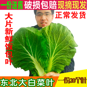 东北白菜叶新鲜蔬菜打饭包大白菜叶菜包饭包叶蘸酱菜绿白菜叶20片