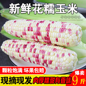 玉米糯玉米新鲜现摘带皮9斤生的广西农家绿壳甜粘玉米棒花糯非转