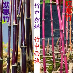 日本高档红寒竹 紫寒竹客厅书房阳台观赏竹子有竹鞭绿植盆栽
