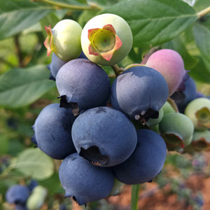 蓝莓苗果树苗耐寒盆栽地栽南方北方种植阳台庭院当年结果蓝莓树苗