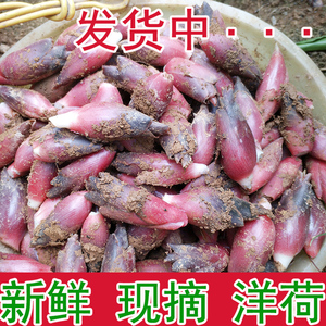 洋荷野生洋火姜 洋荷野生洋火姜品牌 价格 阿里巴巴 洋荷野生洋火姜 洋荷野生洋火姜品牌 价格 阿里巴巴