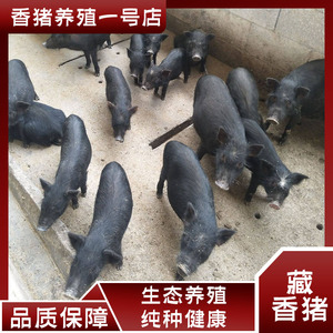 纯种藏香猪幼崽出售散养黑猪活体小猪活苗家养种猪母猪养殖资料