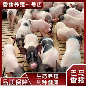 纯种巴马香猪幼崽活体小香猪仔活苗宠物活物活猪崽藏香猪养殖技术