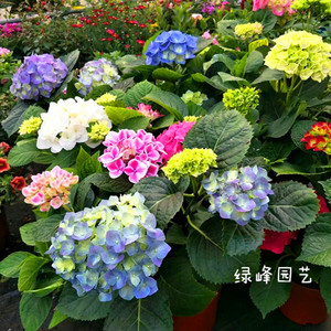 绣球花苗土栽 绣球花苗土栽品牌 价格 阿里巴巴 绣球花苗土栽 绣球花苗土栽品牌 价格 阿里巴巴