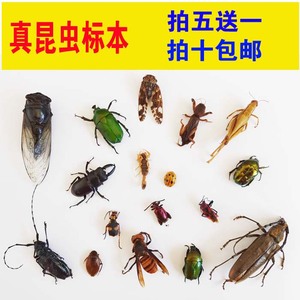 真昆虫标本甲虫标本教学教具用品 品种多样 自封袋装可拿出来