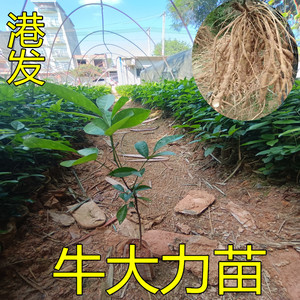 牛大力种植苗小叶中叶牛大力苗改良品种药材苗带土带叶南方种植