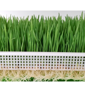 小麦苗种植种猫草籽榨小麦草汁麦芽糖土培水培阳台四季发芽率99%