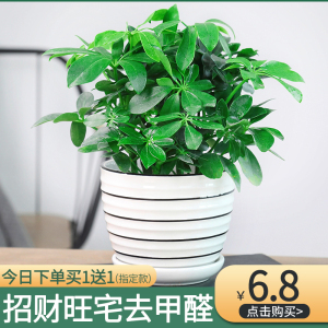 鸭脚木盆栽植物室内花卉常青八方来财七叶莲发财树绿植盆景苗