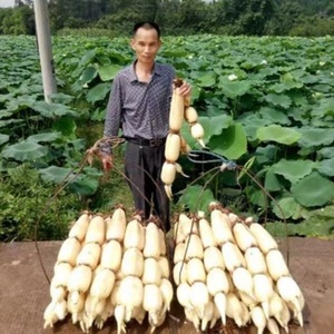 浅水藕种根莲藕种藕深水藕种 高产食用莲藕种苗 藕带苗藕苗