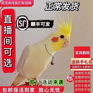 玄凤鹦鹉活体会学说话手养宠物黄化玄凤鹦鹉活鸟一对可繁殖鸟活物