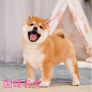 双血统柴犬幼崽纯种幼犬日本秋田犬活体小柴犬活物豆柴黑柴狗定金