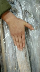 兰州老李海鲜 冷冻大带鱼（28一斤一条1.1到1.5斤）