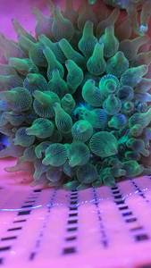 海水鱼 海水观赏鱼 活体珊瑚 小丑鱼共生 荧光奶嘴海葵 北京货源