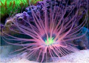彩色  紫色千手佛 活体珊瑚荧光地摊海葵 越南进口60L以下迷你款