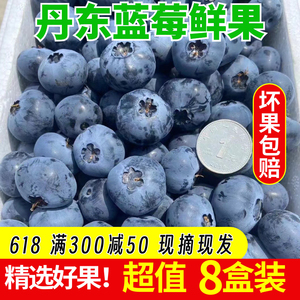 丹东蓝莓鲜果500g甜蓝莓大果同城当季新鲜孕妇水果非野生精品蓝莓