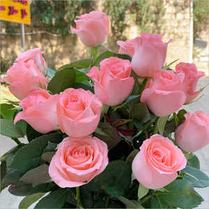 戴安娜月季玫瑰苗切花四季粉色多头淡香庭院阳台盆栽花卉大花月季