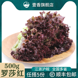壹香 红叶生菜500g 罗莎红 紫叶生菜 新鲜沙拉蔬菜西餐轻食食材