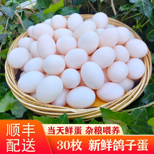 30枚新鲜鸽子蛋正宗农家杂粮喂养土鸽蛋精品白鸽子蛋非鹌鹑蛋