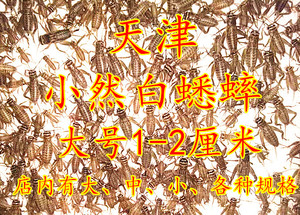 蛐蛐白蟋蟀，活虫是爬宠的优质饲料；鸟金龙鱼守宫蜘蛛