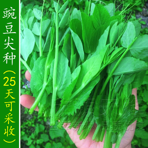 豌豆尖种子孑春季秋冬季四季豌豆苗芽吃苗蔬菜荷兰豆龙须菜种籽
