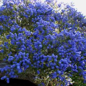 四季进口美洲茶盆栽耐寒多年生灌木花卉阳台庭院匍匐蓝色植物包邮