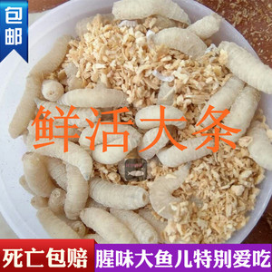 包邮钓鱼活蛆肉蛆红色蛆虫活体钓饵蛆牙子瓶装活虫江浙沪安徽包活