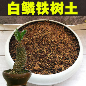 白鳞铁树土盆栽酸性沙质泥炭红土壤日本白鳞铁专用土种植营养肥料