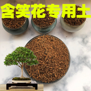耐冬盆栽 耐冬盆栽品牌 价格 阿里巴巴 耐冬盆栽 耐冬盆栽品牌 价格 阿里巴巴