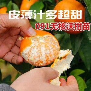 宁波091无籽沃柑果树苗 盆栽皇帝柑橘树苗 庭院当年结果桔子树苗
