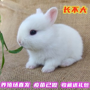 一只价格请拍2迷你侏儒兔活体 长不大小型茶杯兔宠物垂耳兔子活物