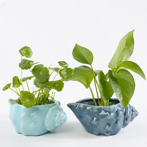 蓝色无孔器皿金铜钱草花盆栽陶瓷植物水养土培创意迷你小特价清仓 阿里巴巴找货神器 蓝色无孔器皿金铜钱草花盆栽陶瓷植物水养土培创意迷你小特价清仓 阿里巴巴找货神器