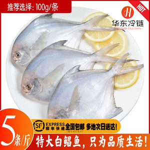 新鲜银鲳鱼1斤5条冷冻海鲜水产鲜活海鱼小鲳鱼白鲳鱼昌鱼鲳鳊鱼