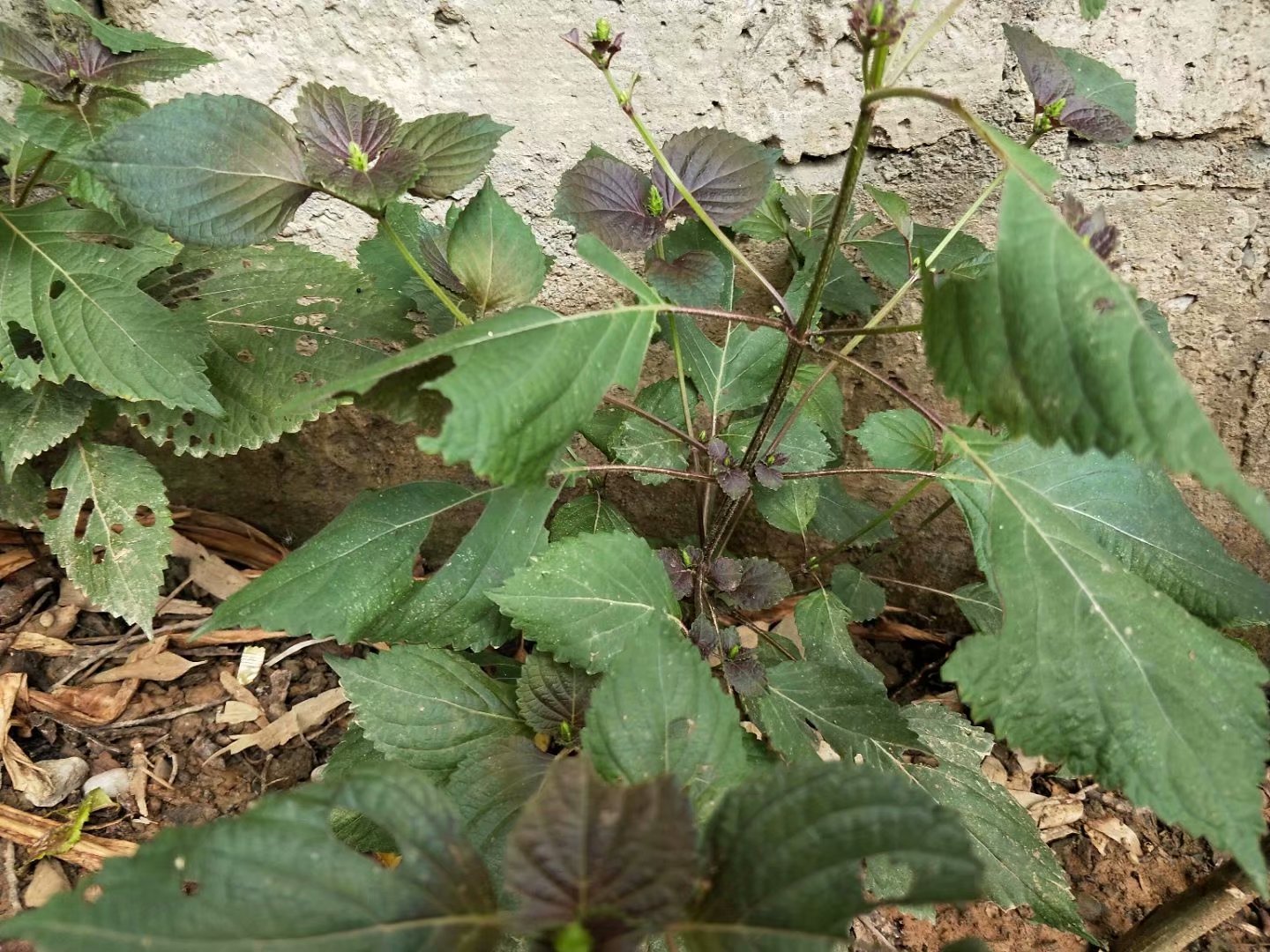 干紫苏根紫苏野生紫苏根自然晒干的紫苏根50克