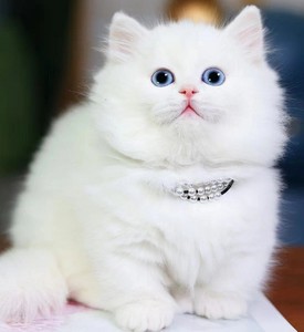 纯种拿破仑矮脚猫幼猫银白家养纯白蓝白宠物猫活体乳白长毛银白