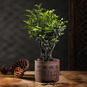 银柳树 淘宝拼多多热销银柳树货源拿货 阿里巴巴货源