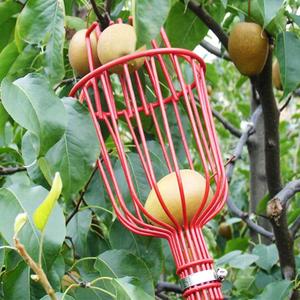 芒果杏枇杷杨梅桃荔枝李子水果采摘器防掉高空伸缩杆木瓜工具园林