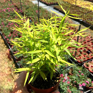 正宗日本黄金姬竹米竹 凤尾竹 虎耳草 植物 药用小玉山竹菲白竹苗