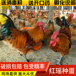 纯种红瑶鸡种蛋可孵化小鸡受精蛋散养土鸡受精蛋高产破损包赔