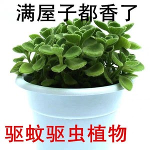 带香味绿植碰碰香室内盆栽客厅除异味净化空气植物驱蚊虫一抹香花