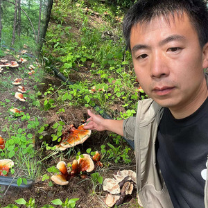 吉林野生紫灵芝长白山松杉灵芝250g正宗赤灵芝可切片官方旗舰店