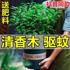 正宗清香胡椒木盆栽驱蚊草苗水培植物老桩盆景茉莉花卉室内外绿植