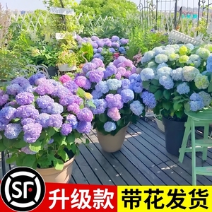 绣球花苗盆栽无尽夏绣球带花卉室内圆锥木绣球鲜花老桩植物四季开