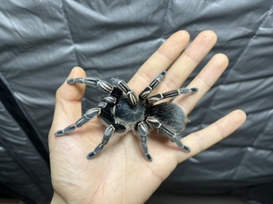 哥斯达黎加斑马脚宠物蜘蛛小母（偏远地区不包风险）