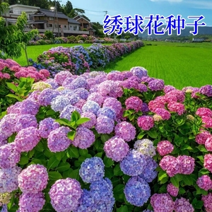 绣球花种子混色八仙花多年生花籽易活盆栽庭院四季易活花卉花种籽