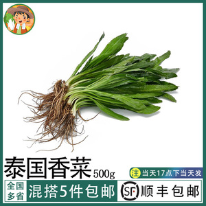 新鲜泰国香菜500g刺芫荽大香菜刺芹洋鹅芥假芫茜元西香料越南香菜