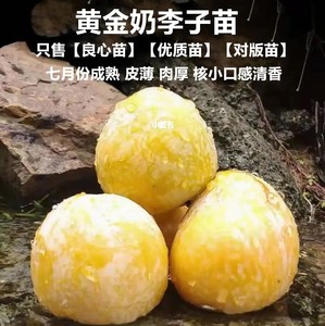 新品种四川脱骨李子苗黄金奈青脆蜂糖李子树苗南方种植水果树果苗