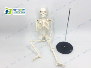 可活动骨架标肌肉解剖脊椎骷髅小针刀正骨针灸85cm人体骨骼模型