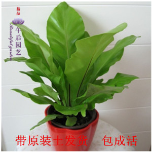 王冠蕨 淘宝拼多多热销王冠蕨货源拿货 阿里巴巴货源