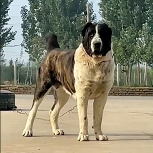 纯种中亚牧羊犬幼犬活体俄罗斯超大巨型看家护卫猛犬大骨架猎狼犬