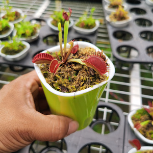 食虫植物盆栽植物 淘宝拼多多热销食虫植物盆栽植物货源拿货 阿里巴巴货源 食虫植物盆栽植物 淘宝拼多多热销食虫植物盆栽植物货源拿货 阿里巴巴货源